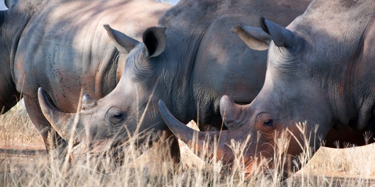 Hluhluwe-Umfolozi Park Tour