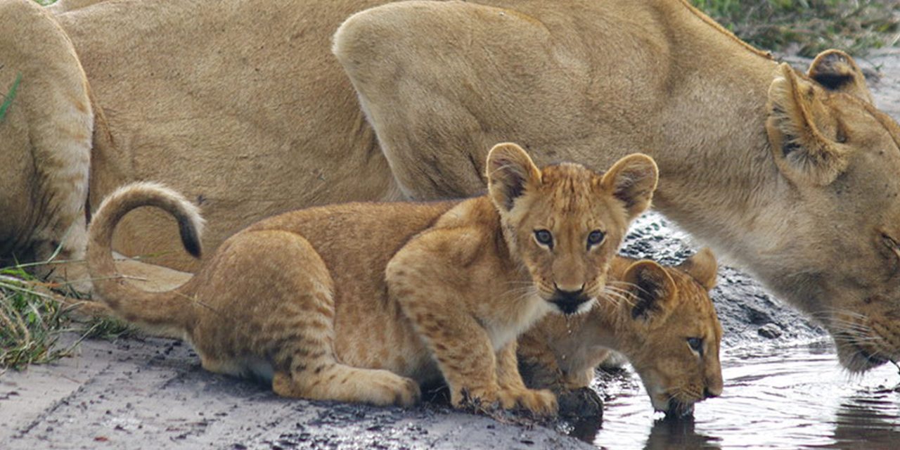 Chobe Day Trip